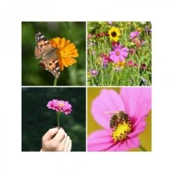 Kit Bombes De Graines De Fleurs Mellifères -Point De Jouet kit bombes de graines special abeilles les petits radis 5