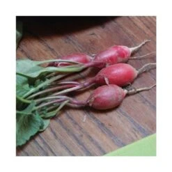 Kit De L'Apprenti Jardinier -Point De Jouet le kit de l apprenti jardinier les petits radis 3