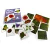Mémo Nature Les Fruits -Point De Jouet memo nature feuilles fleurs betula 1 1
